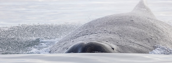 A humpback takes a breath as water drops from the blow fall.