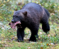 Wolverine