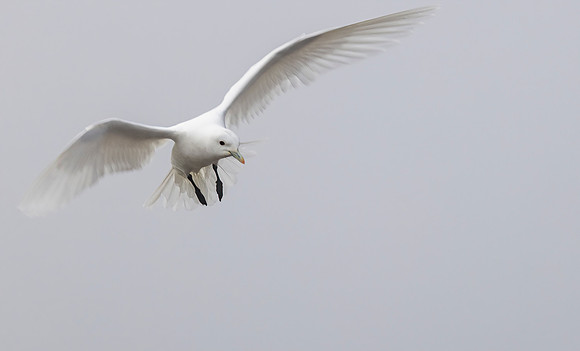 Ivory Gull