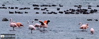 Holland