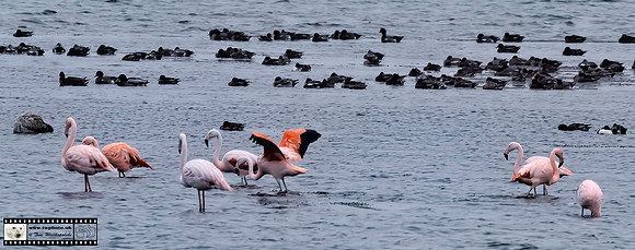 Some distant flamingos, in Holand in November!