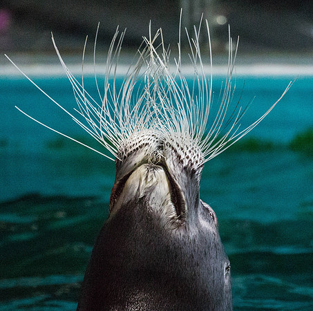 Bearded Seal