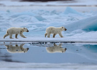 Polar Bears