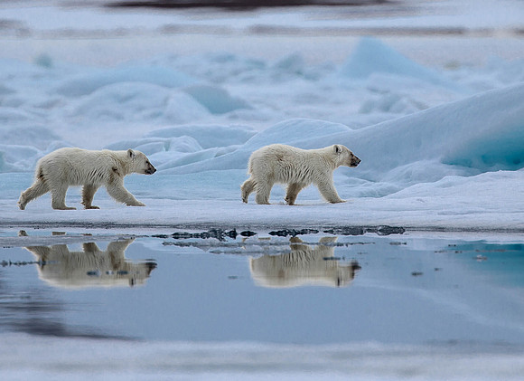 Polar Cubs