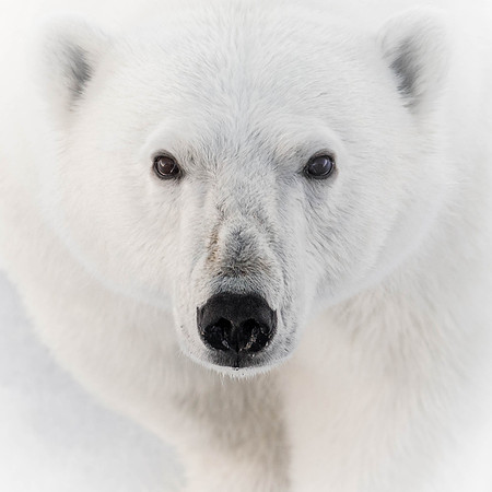 Polar Bear