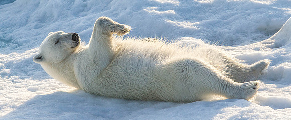 Female Polar Bear