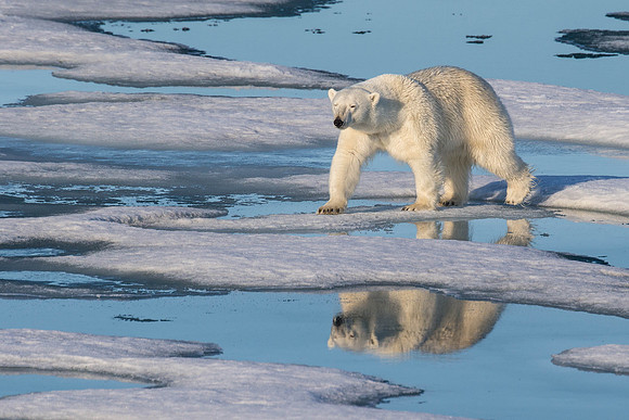 Polar Bear