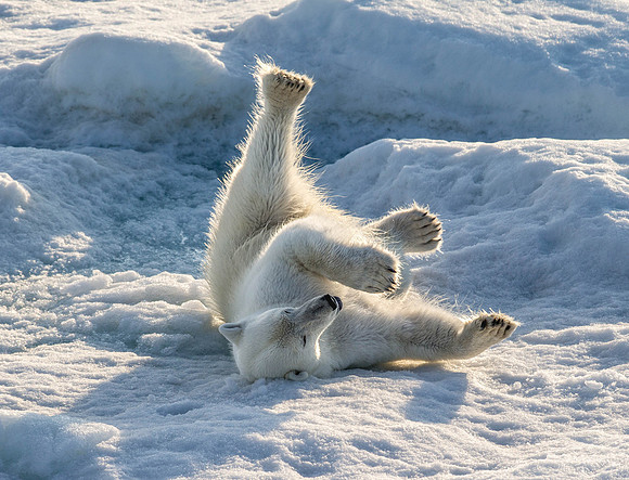 Female Polar Bear