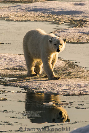 Polar Bear