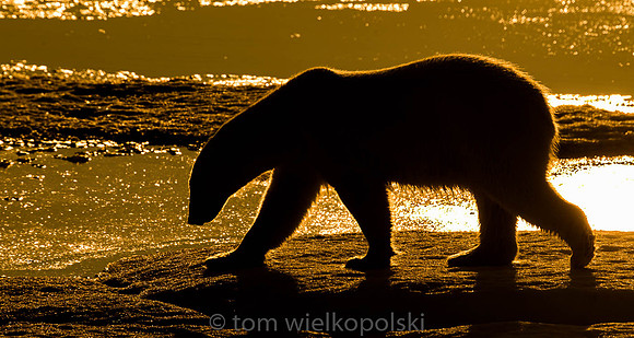 Polar Bear