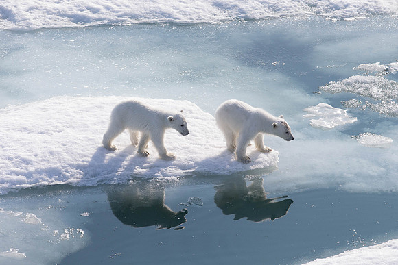 Polar Bear cubs