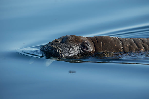 Walrus