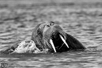 Walrus