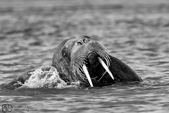 Young Walrus