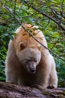 Spirit Bears