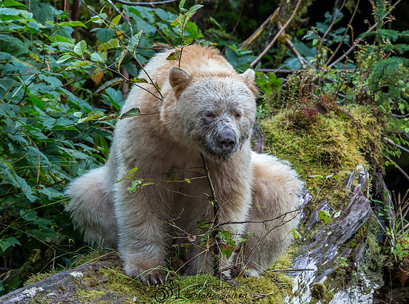 Spirit Bear