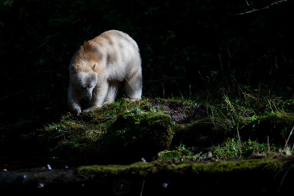 Spirit Bear