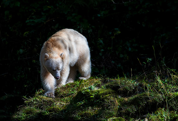 Spirit Bear