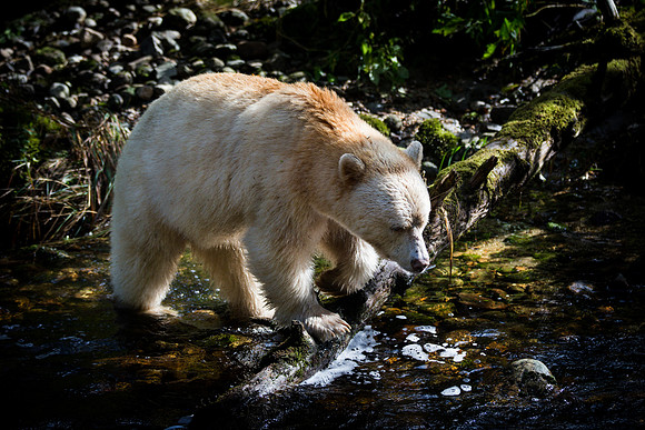 Spirit Bear