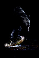 Great Bear Rainforest