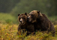 Grizzly/Brown Bears