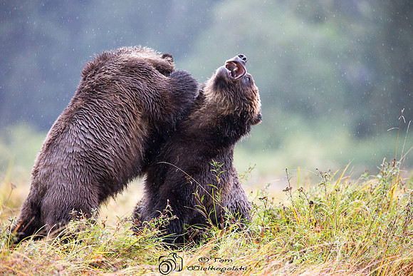 Mother Grizzly and Cub Playing