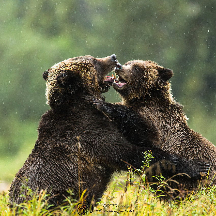Mother Grizzly and Cub Playing