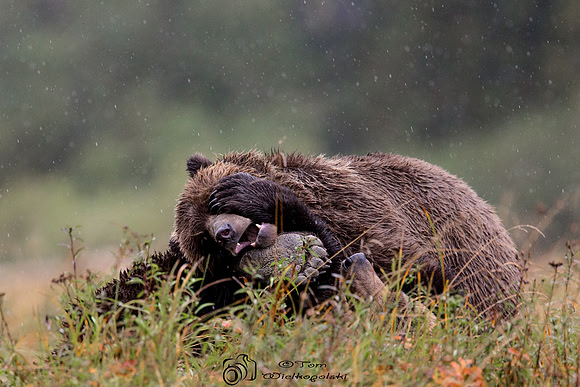 Bear Foot in the Grass