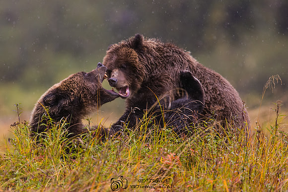 Bear Foot in the Grass