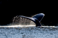Whales