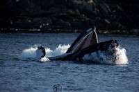 Humpback