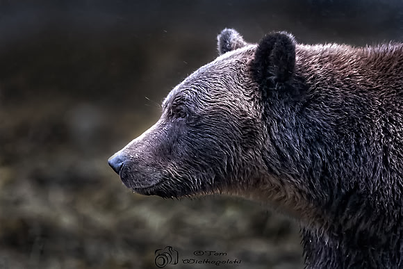 Adult Grizzly