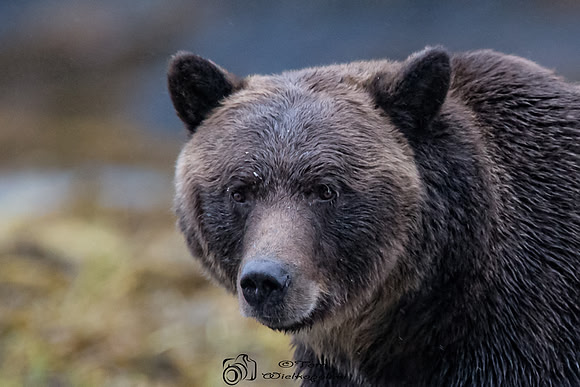Adult Grizzly