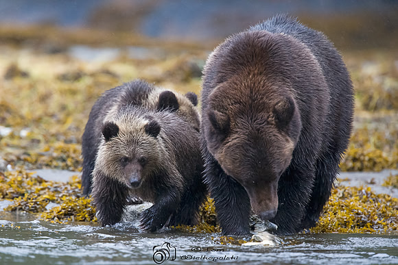 Adult Grizzly with cubs