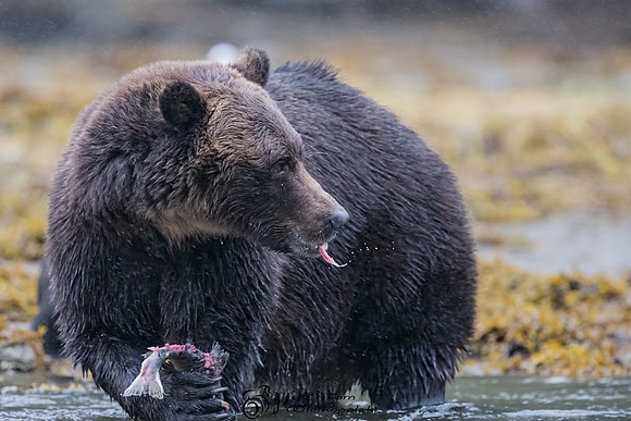 Adult Grizzly