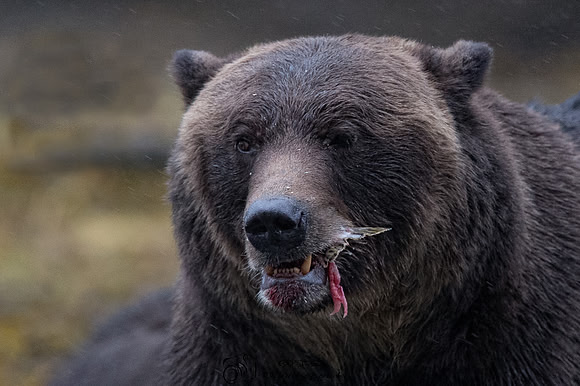 Adult Grizzly