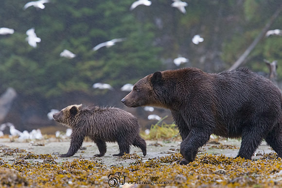 Adult Grizzly with cub
