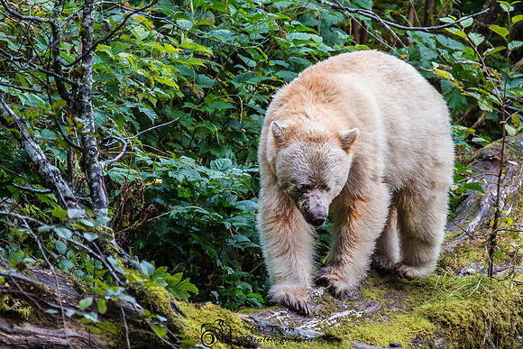 Spirit Bear