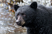 Bears