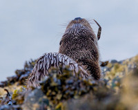 Otter