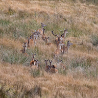 Red Deer