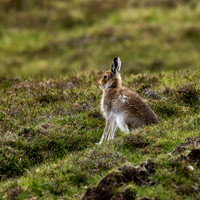 Mountain Hares