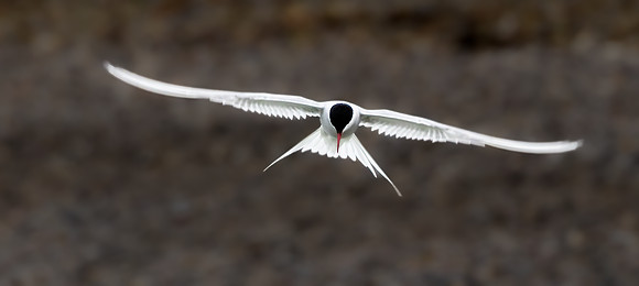 Just a tern