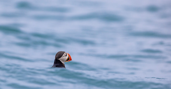 Puffin at Sea