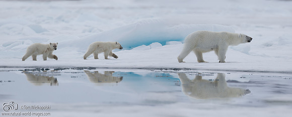 Mother Polar bear with cubs
