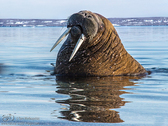 Walrus