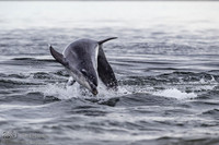 Dolphins