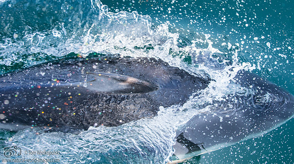 Pacific White Sided Dolphin