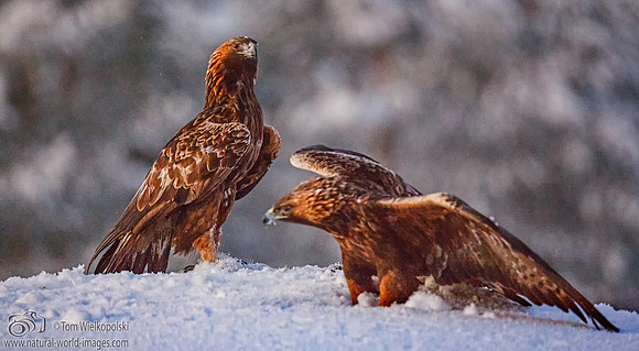 Golden Eagle
