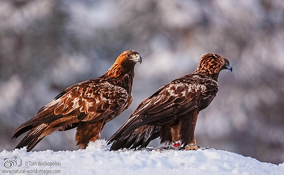 Golden Eagle